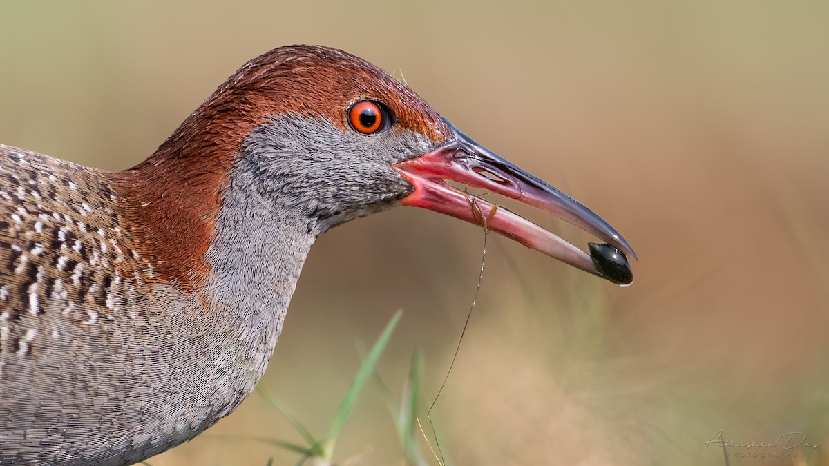 Slaty-breasted Rail - ML308687741