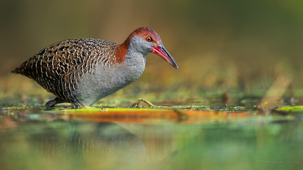 Slaty-breasted Rail - Abhishek Das