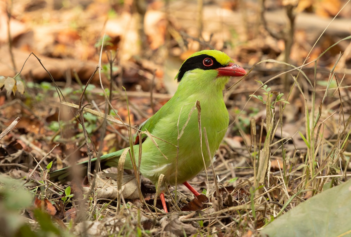 Common Green-Magpie - ML308688831