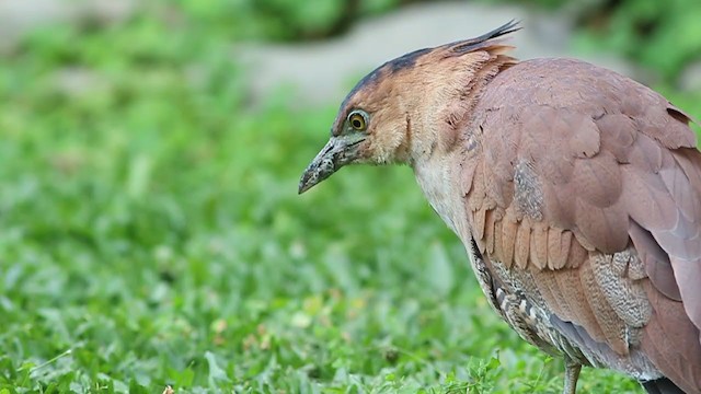 Malayan Night Heron - ML308690821