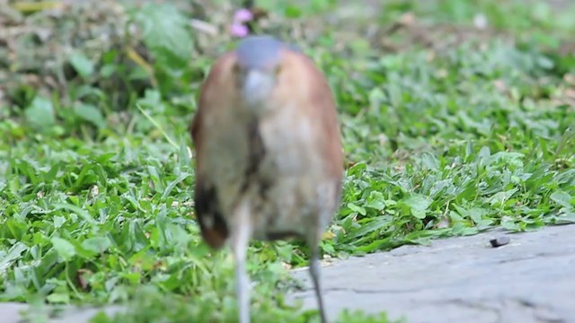 Malayan Night Heron - ML308690841