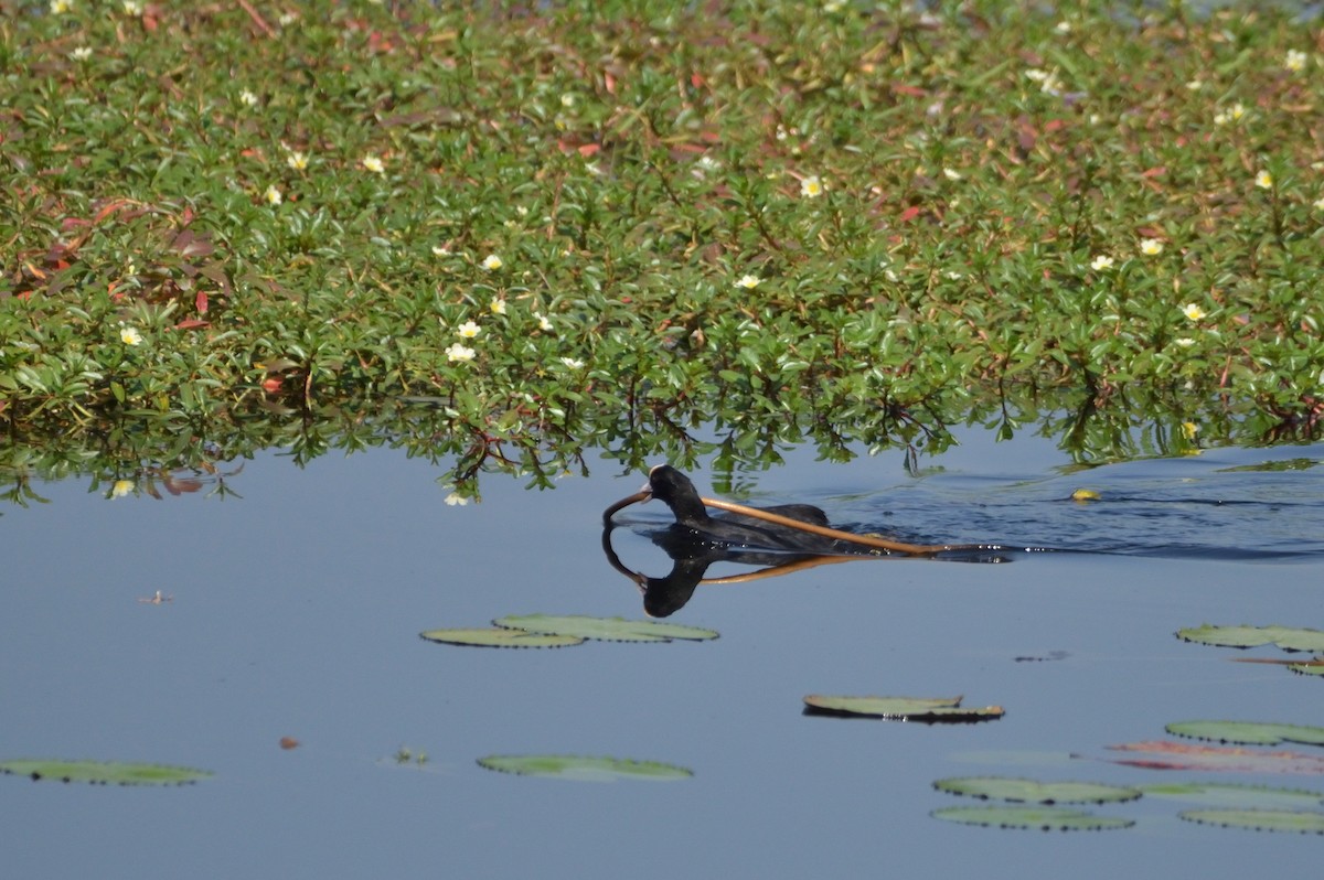 Eurasian Coot - Karthikeyan G B