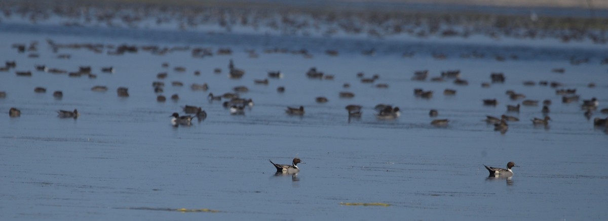 Northern Pintail - ML308691931