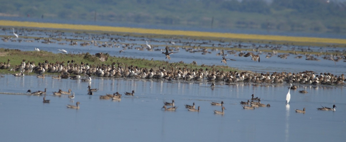 Northern Pintail - ML308691941