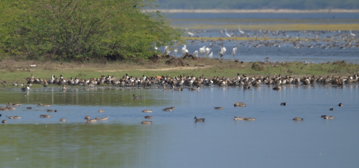 Northern Pintail - ML308691951