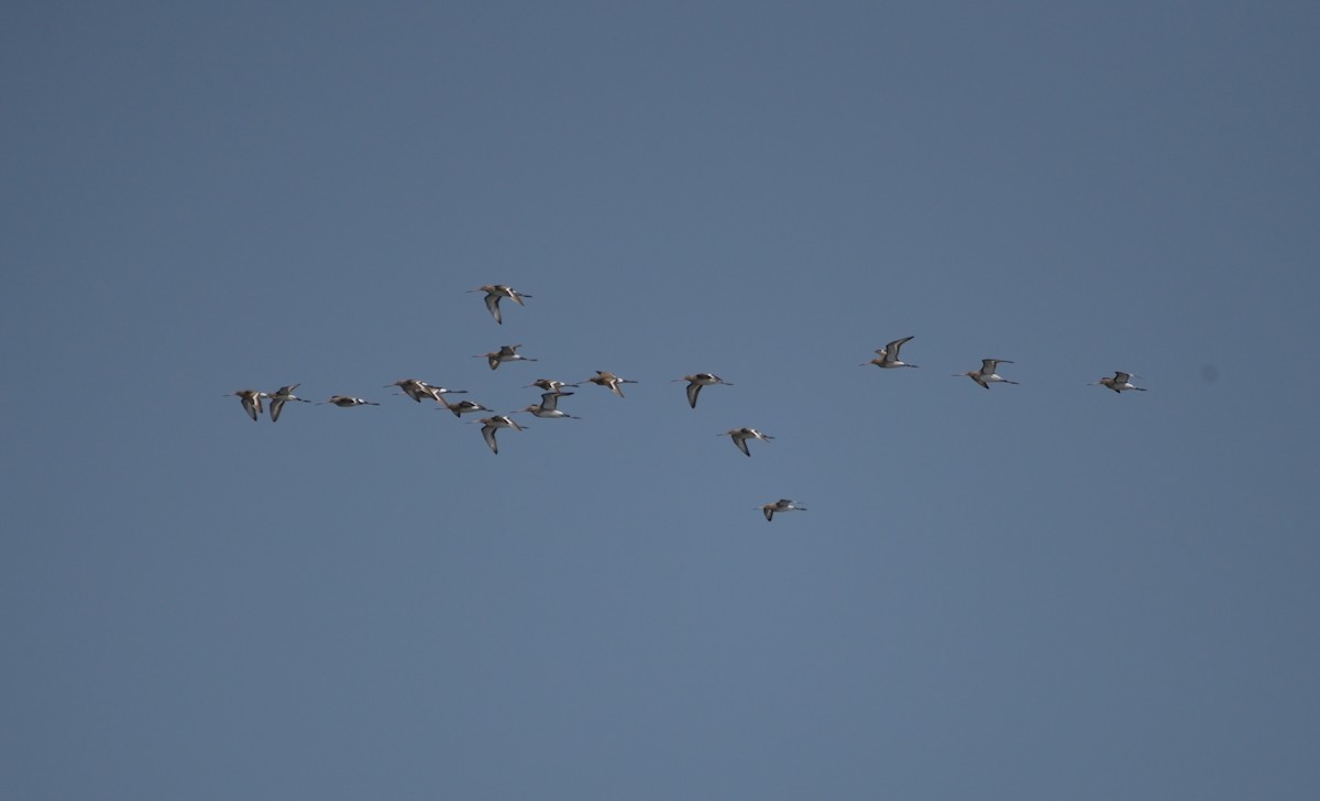 Black-tailed Godwit - ML308692011