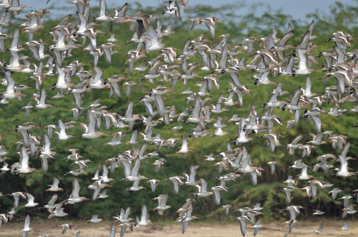 Black-tailed Godwit - ML308692021