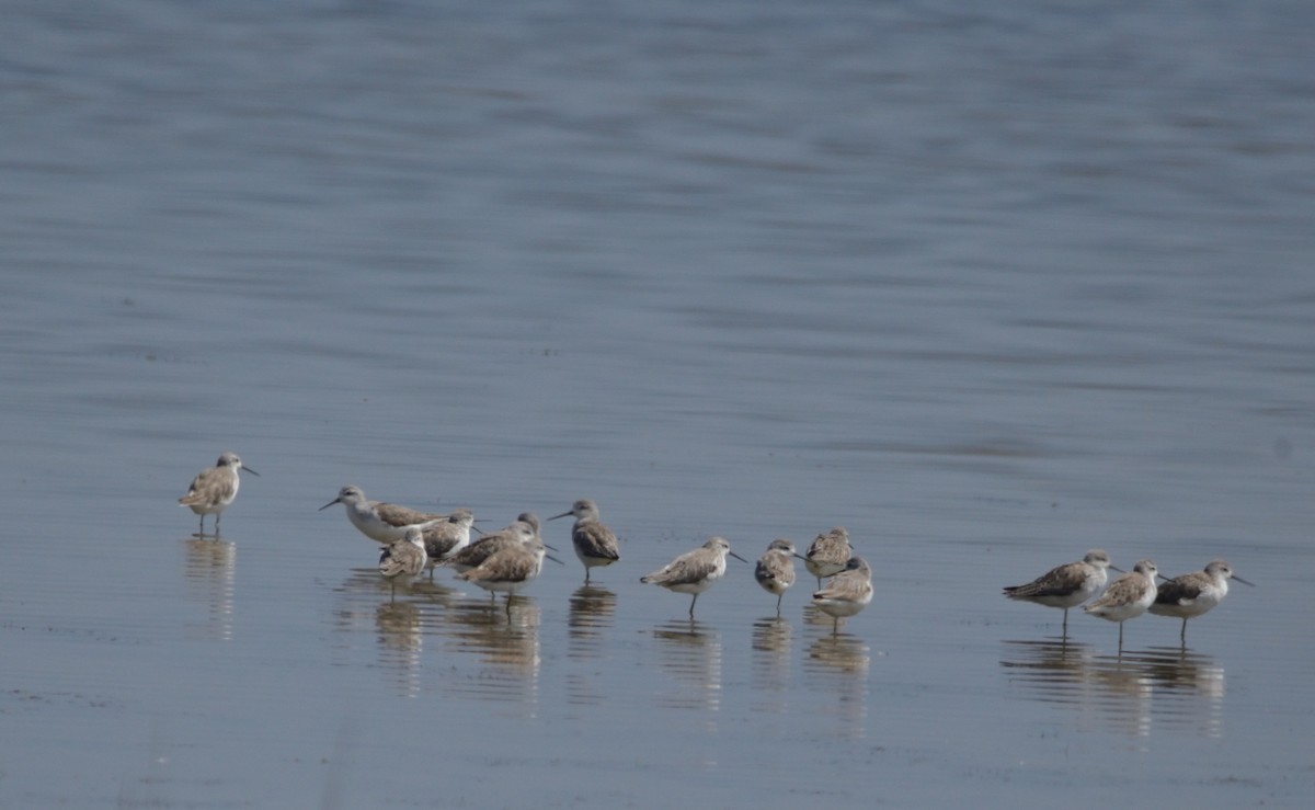 Marsh Sandpiper - ML308692101