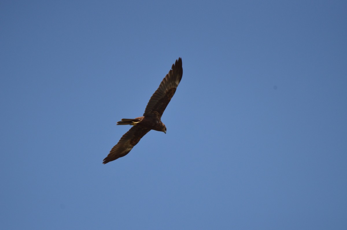 Western Marsh Harrier - ML308692131