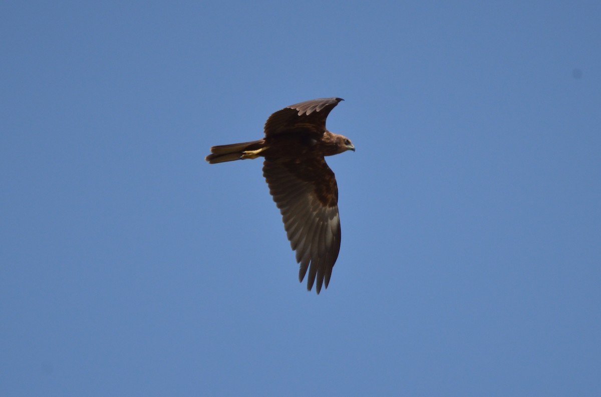 Western Marsh Harrier - ML308692141