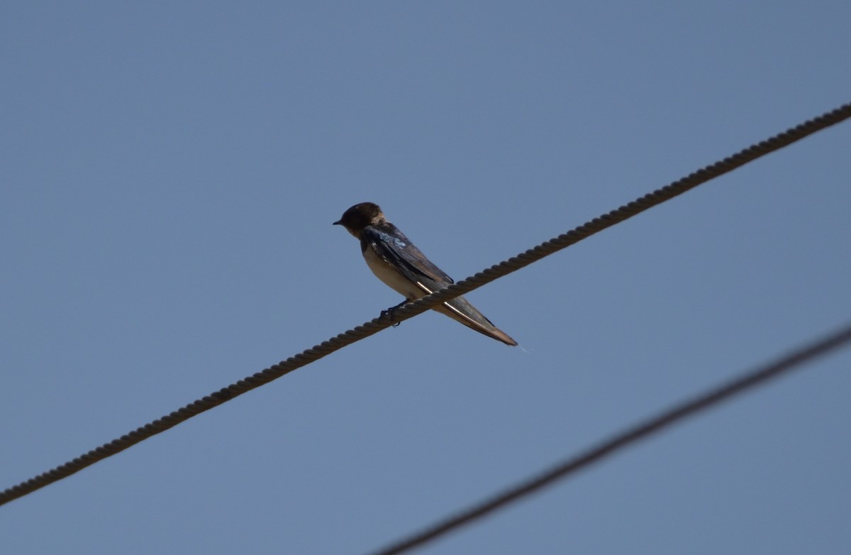 Barn Swallow - Karthikeyan G B