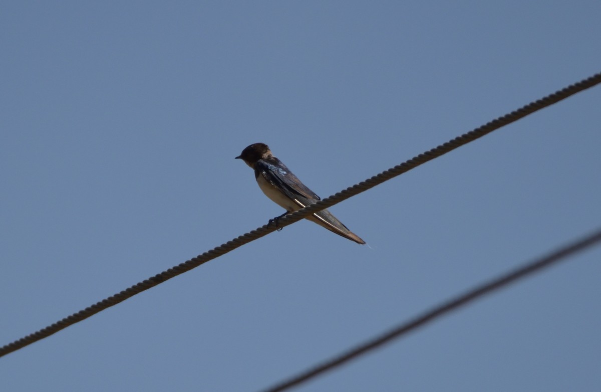 Barn Swallow - ML308692161