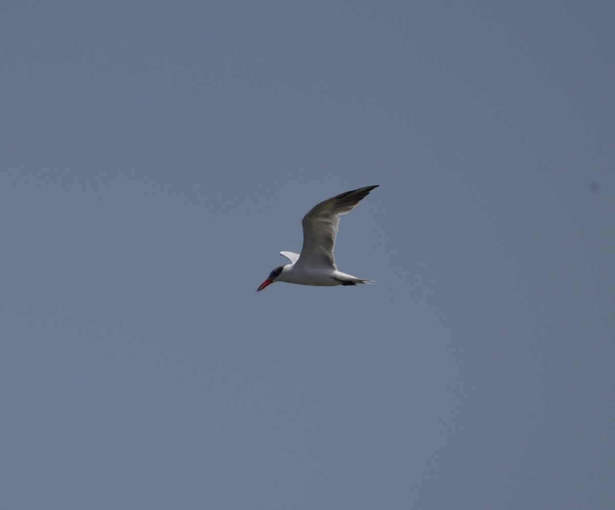 Caspian Tern - ML308692191