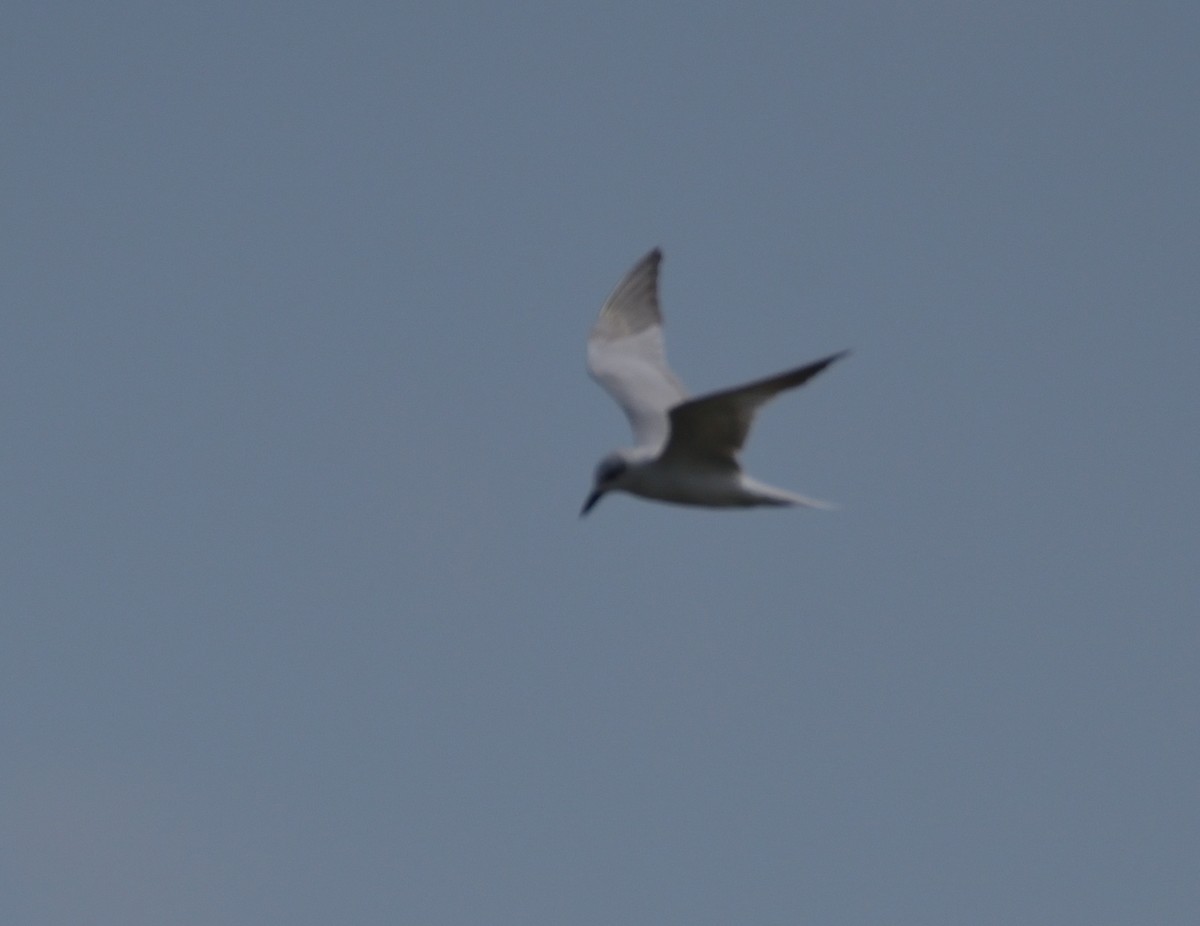 Gull-billed Tern - ML308692201