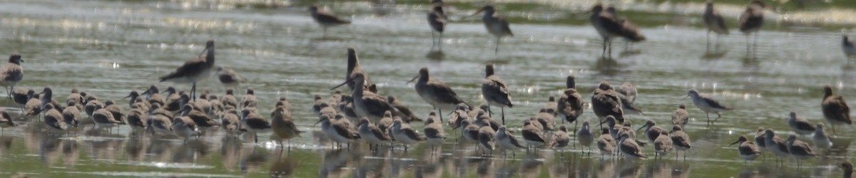 Curlew Sandpiper - Karthikeyan G B