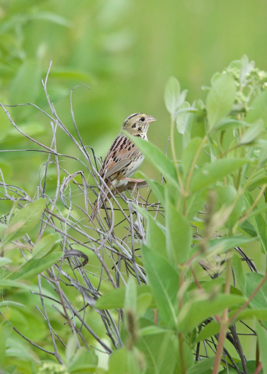 Henslow's Sparrow - ML30869481