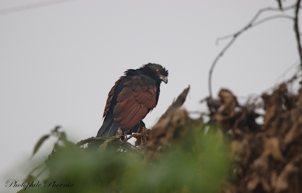 Greater Coucal - Photophile Phoenix
