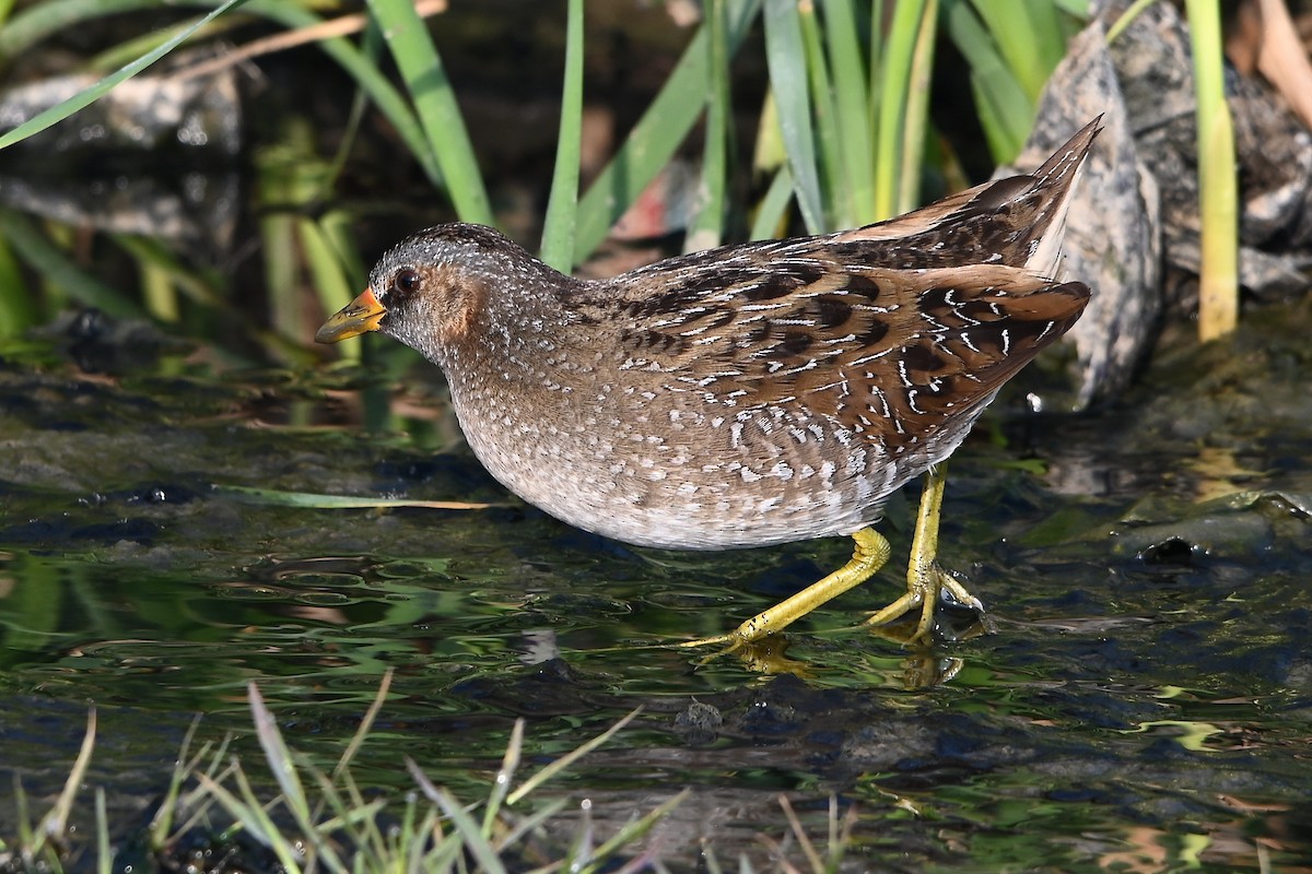 Spotted Crake - ML308700431