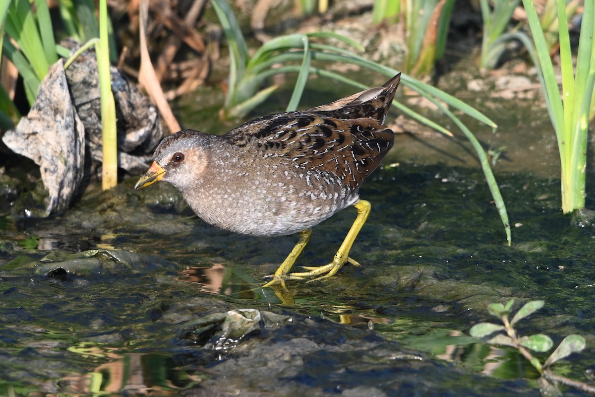 Spotted Crake - ML308700441