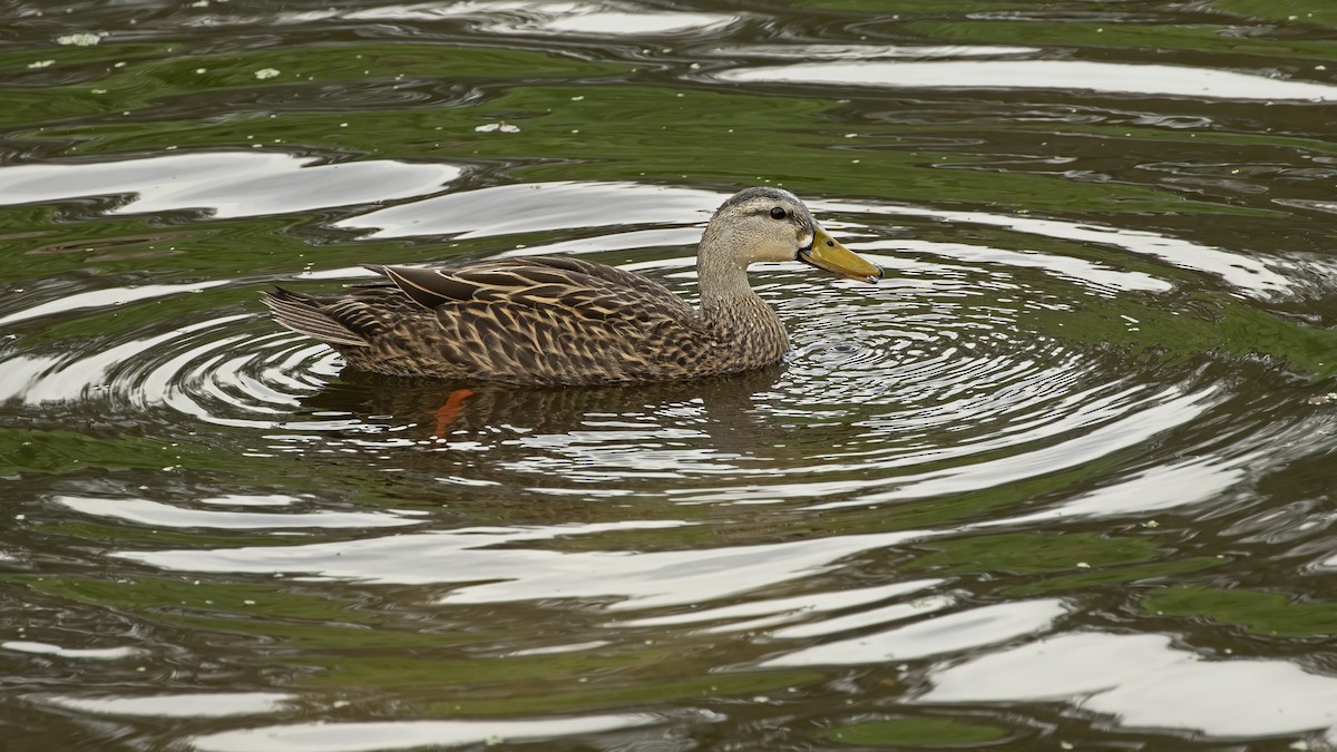 Mottled Duck - M. M. Schaefer