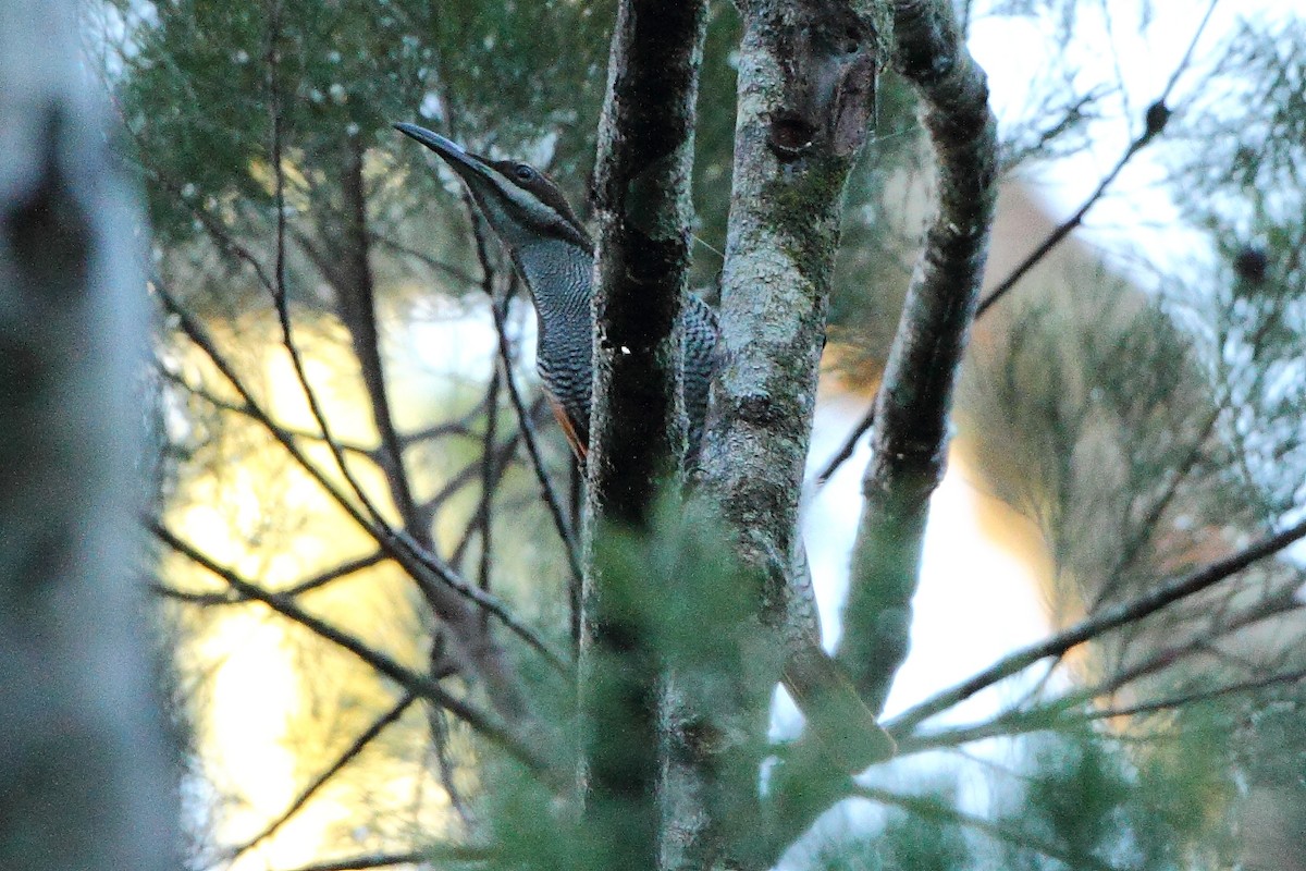 Growling Riflebird - Markus Lilje