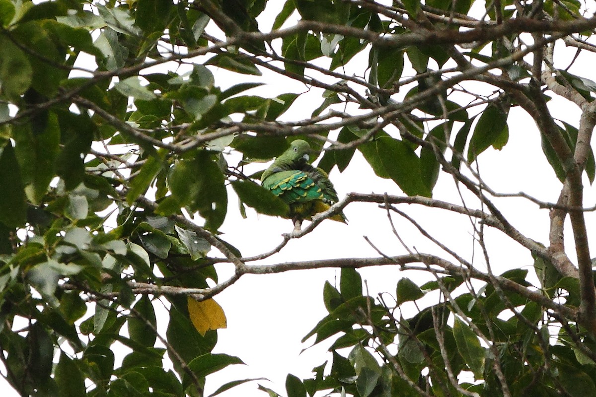 Dwarf Fruit-Dove - Markus Lilje