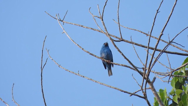 Blue Dacnis - ML308703011