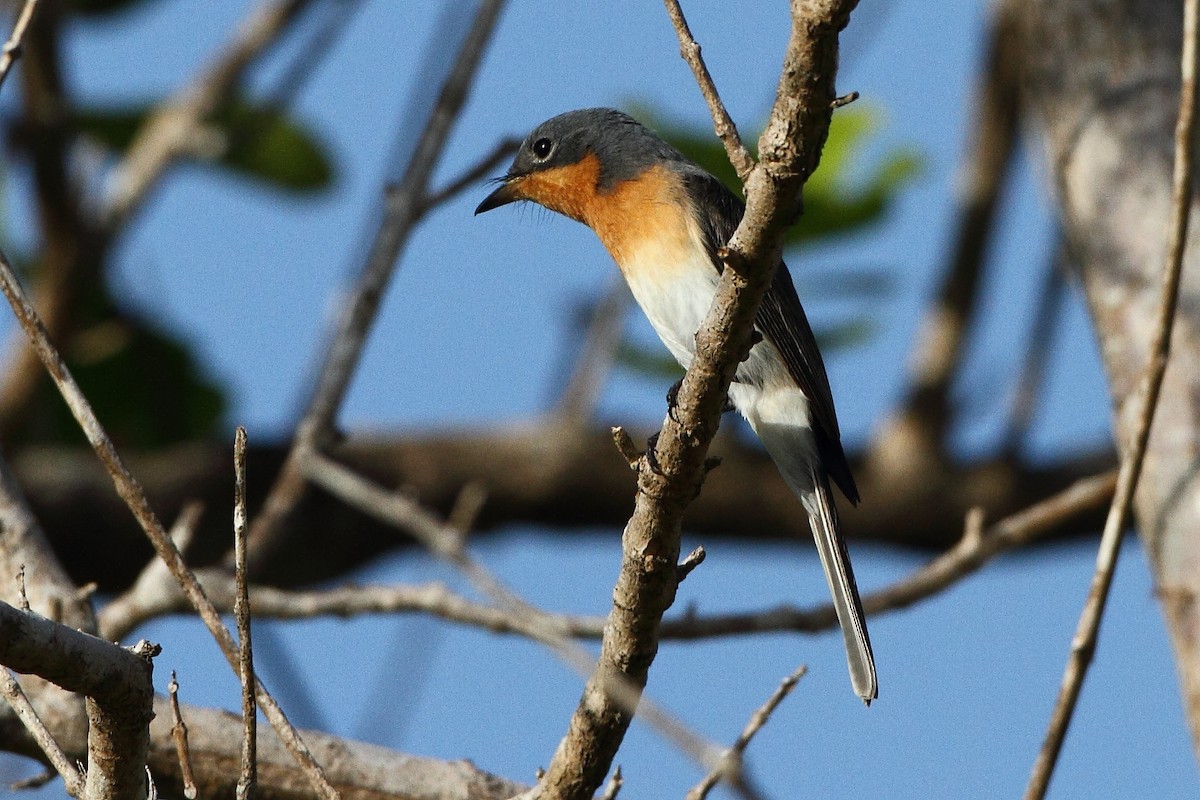 Leaden Flycatcher - ML308703231