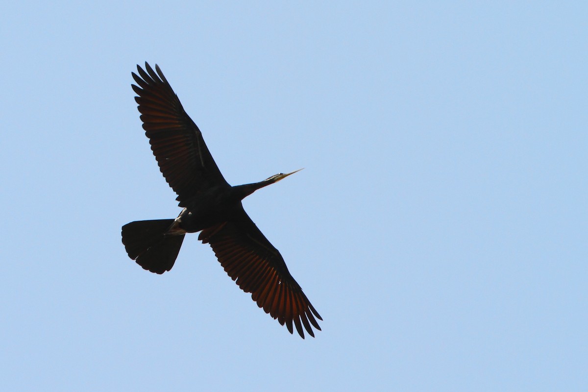 Anhinga d'Australie - ML308703271