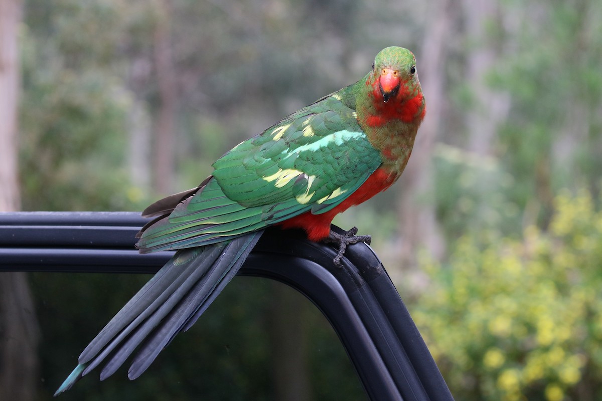 Australian King-Parrot - Jan Andersson