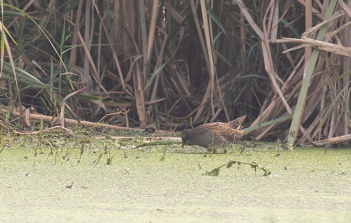 Spotted Crake - ML308703551