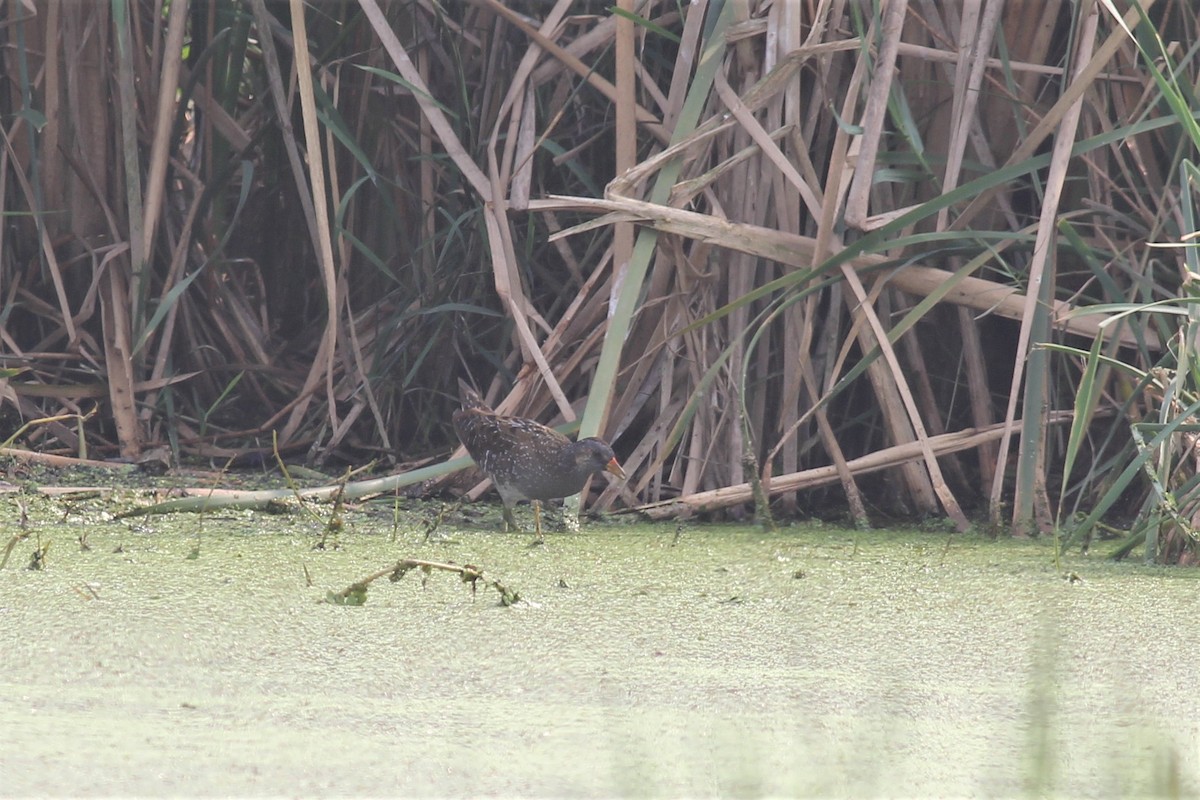 Spotted Crake - ML308703581