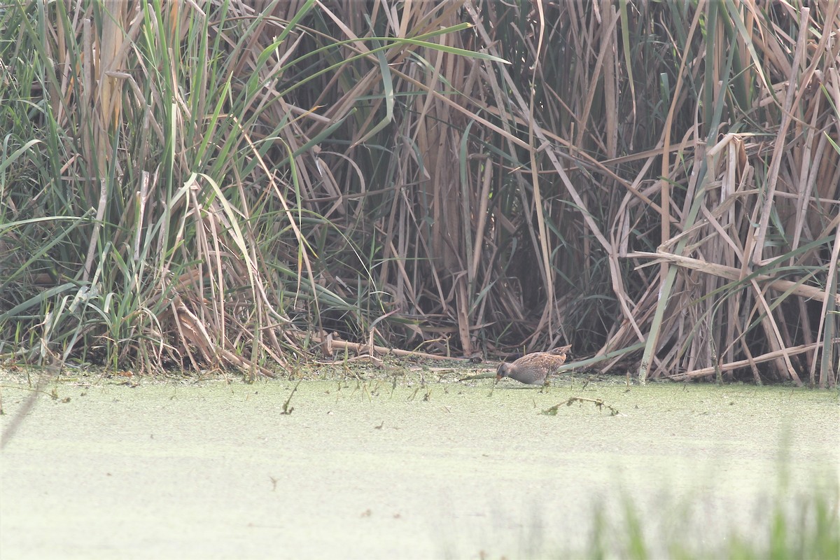 Spotted Crake - ML308703611