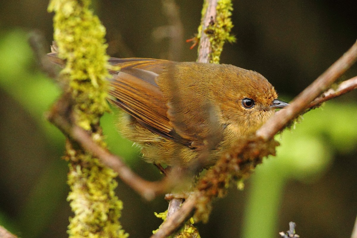 Papuan Scrubwren - Markus Lilje