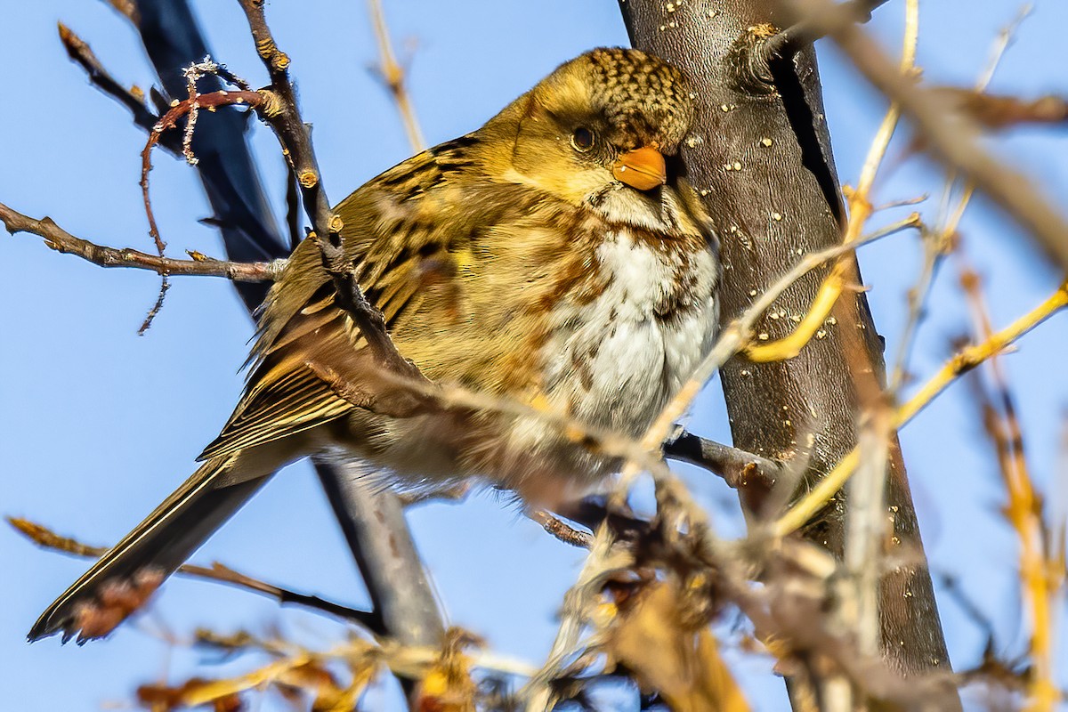 Harris's Sparrow - ML308707551