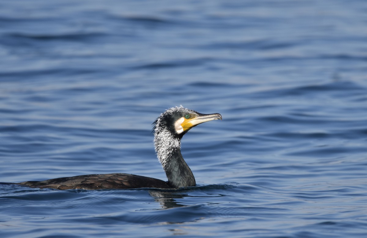 Great Cormorant - Giorgos Kouthouridis