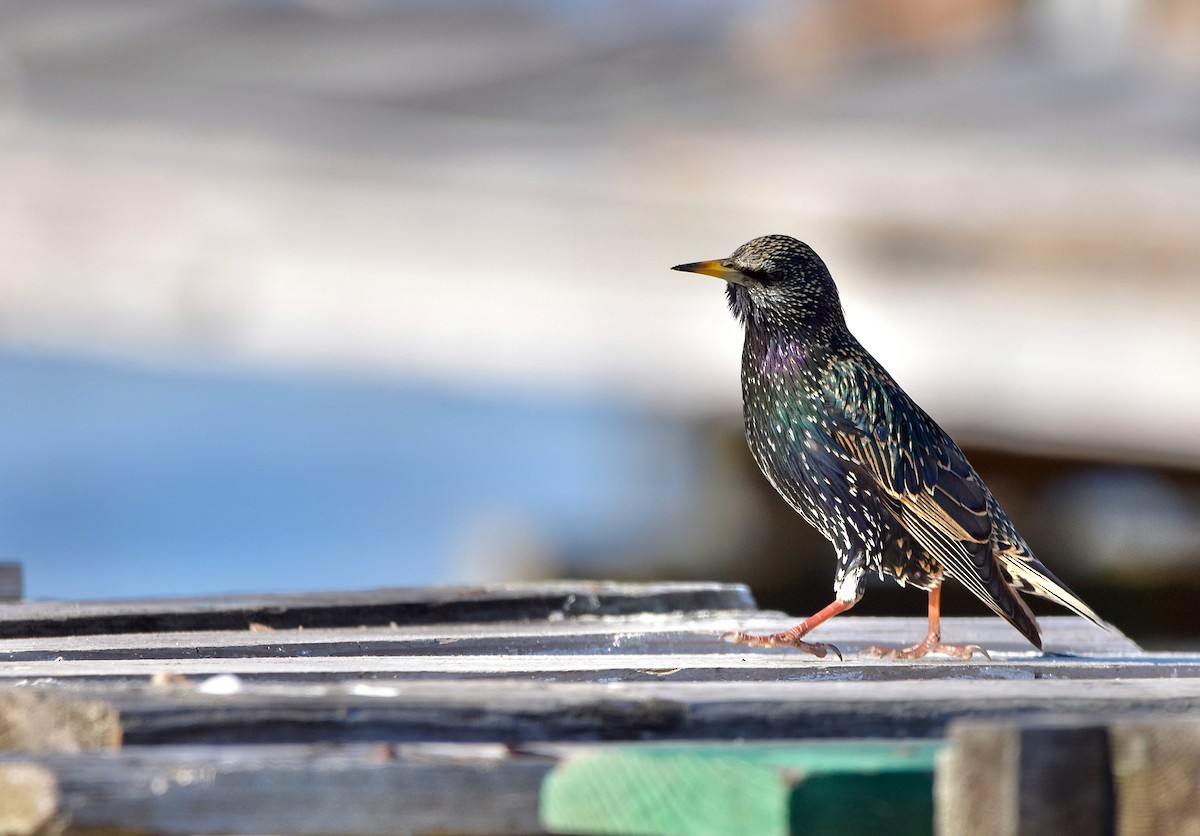 European Starling - ML308708511