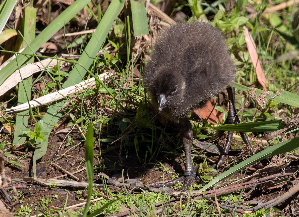 Tasmanian Nativehen - ML308710461