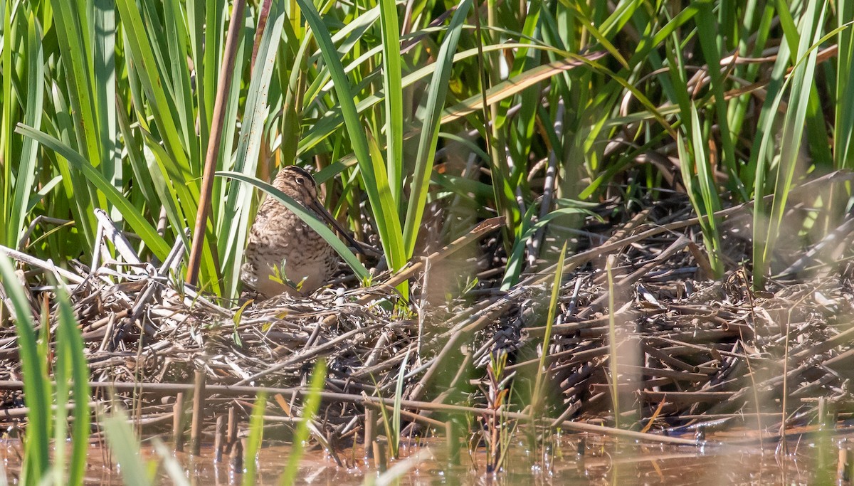 Latham's Snipe - ML308710491