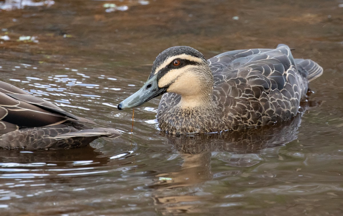 Pacific Black Duck - ML308710571