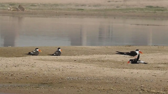 גיזרן הודי - ML308711631