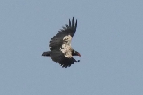 King Vulture - ML308711971