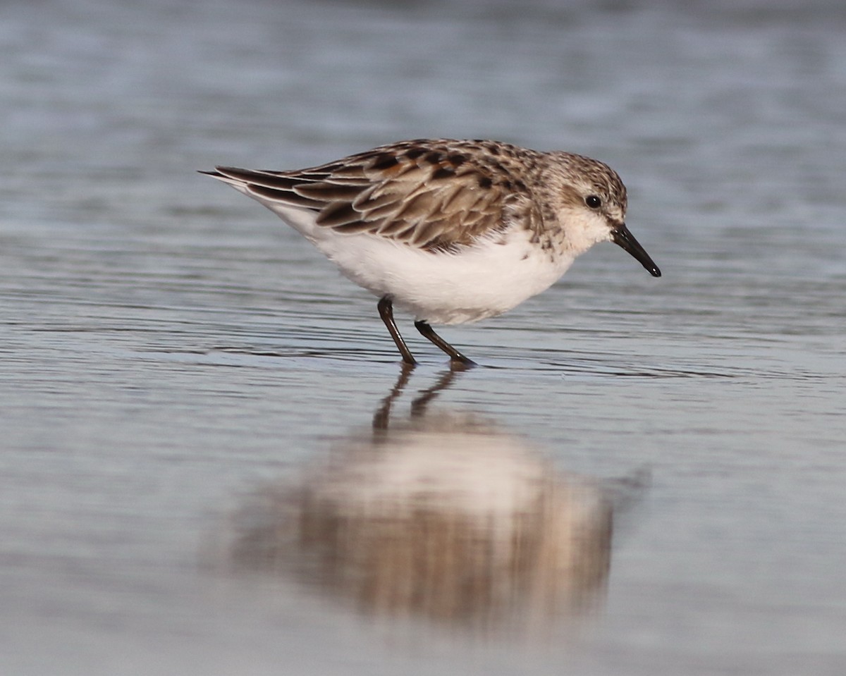 Red-necked Stint - Derek Stokes