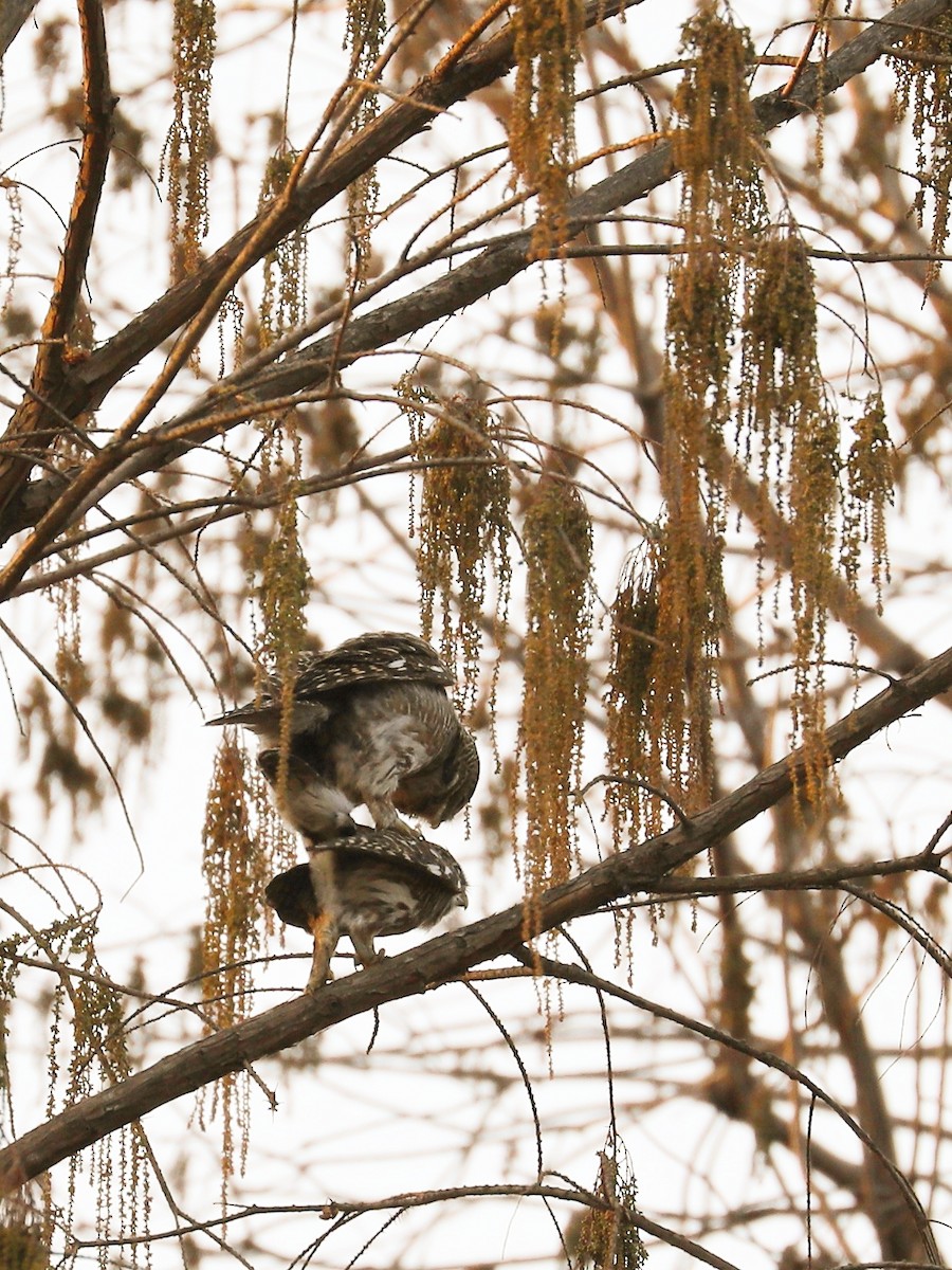Asian Barred Owlet - ML308713061