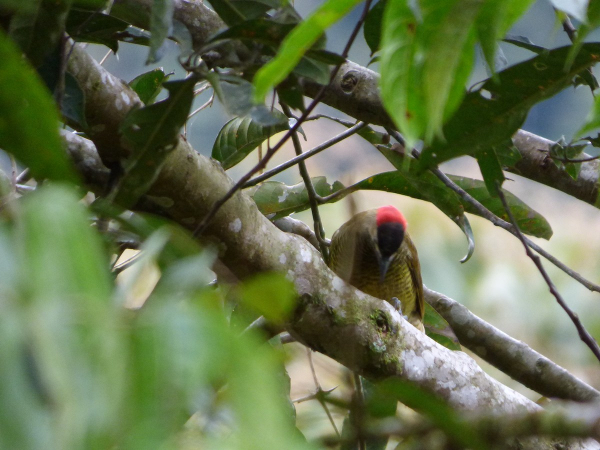 Golden-olive Woodpecker - ML308713961