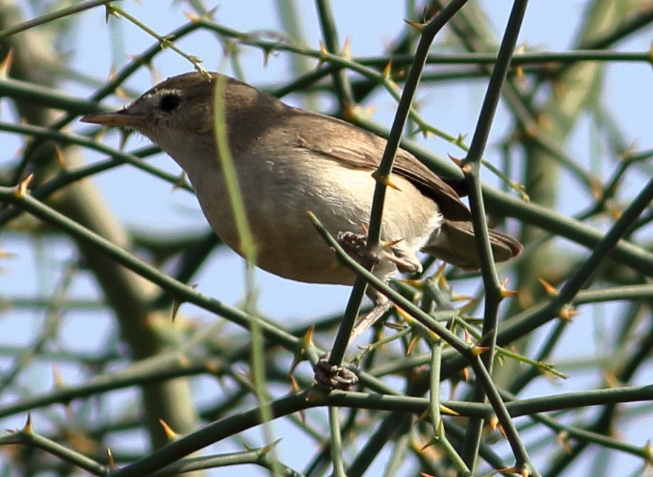 Sykes's Warbler - ML308714281