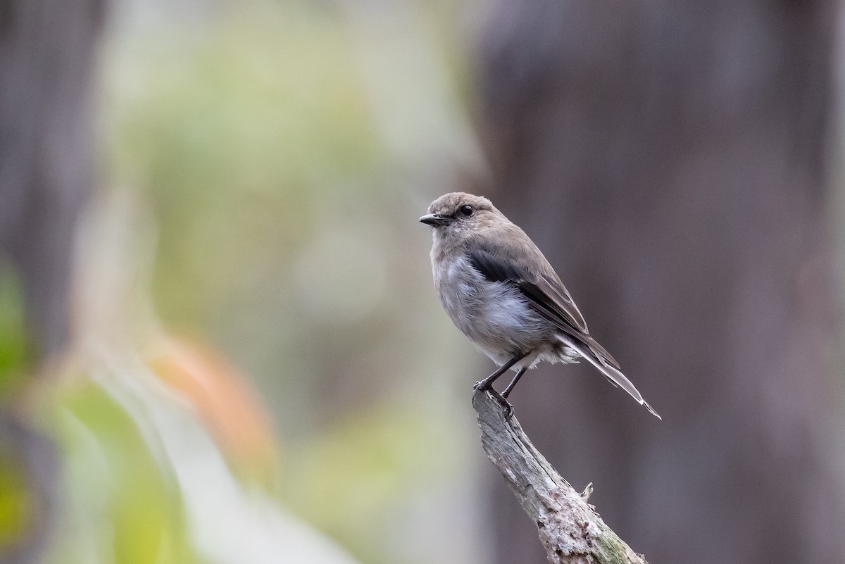 Dusky Robin - ML308714481