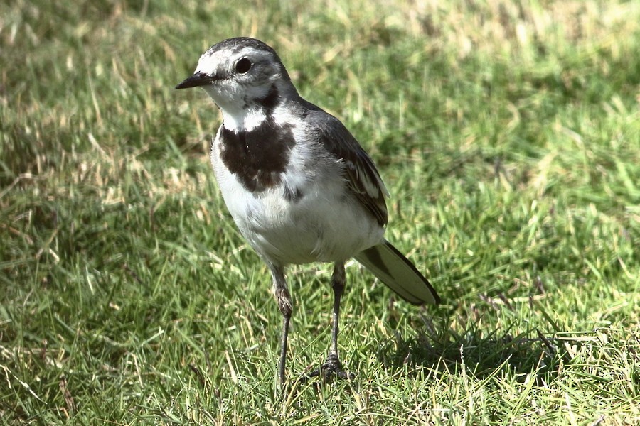 White Wagtail - ML308714501