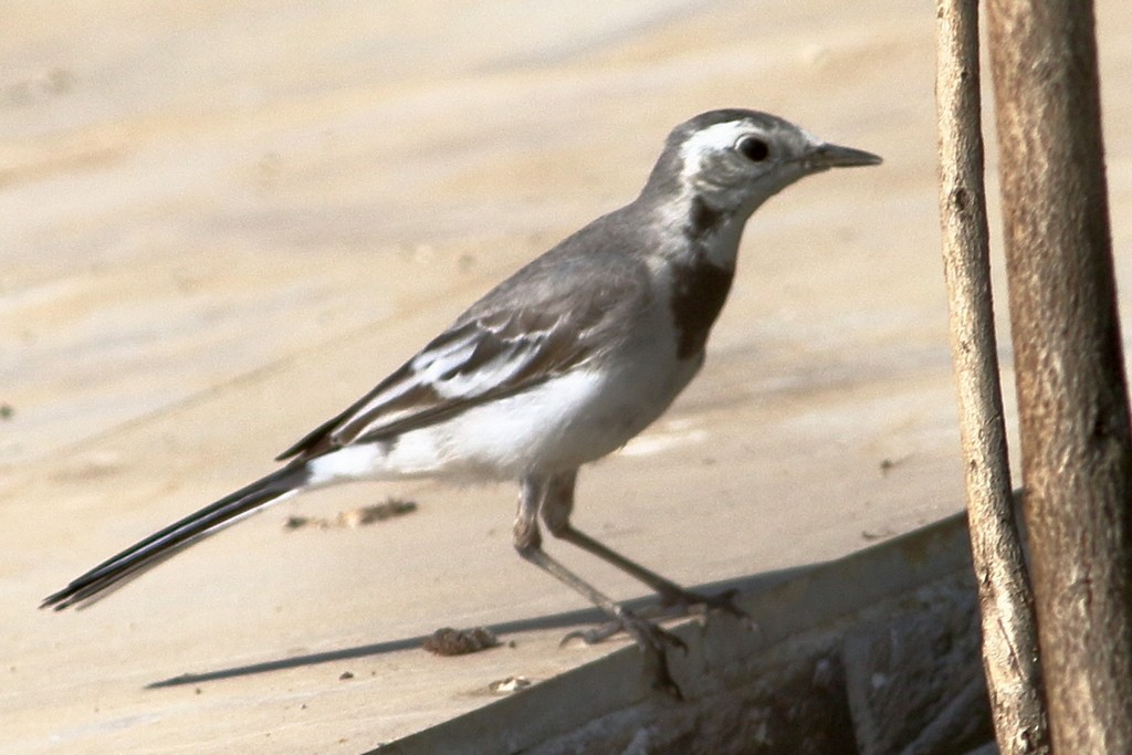 White Wagtail - ML308714511