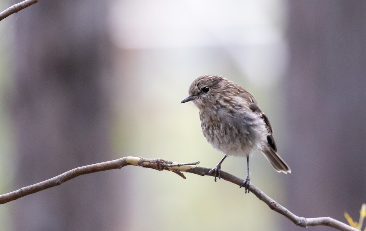 Dusky Robin - ML308714531